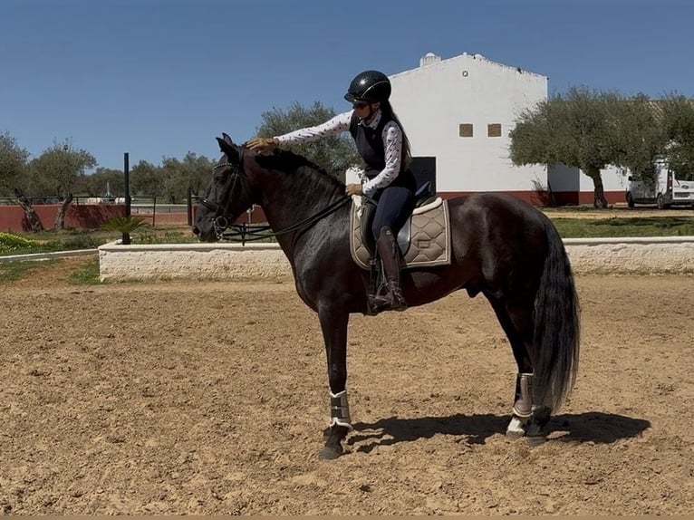 PRE Mix Hengst 8 Jahre 165 cm Rappe in SEVILLA