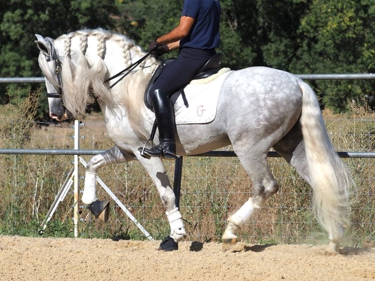 PRE Mix Hengst 8 Jahre 165 cm Schimmel in NAVAS DEL MADRONO