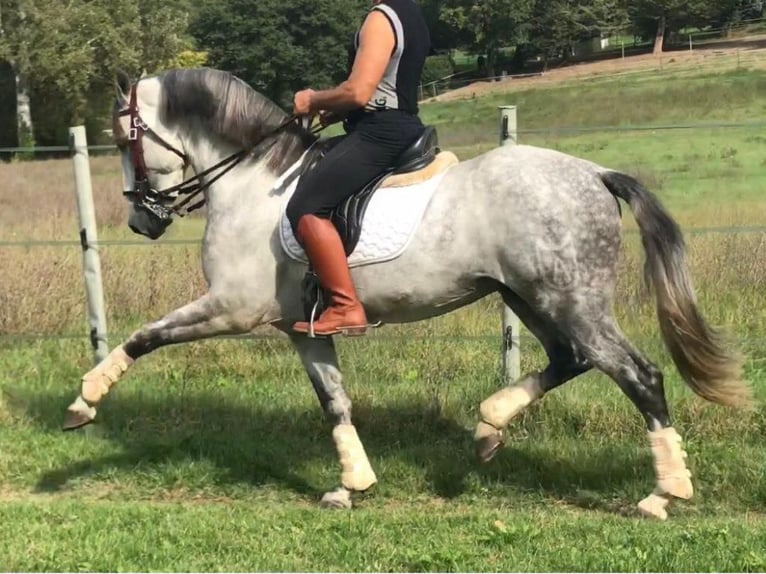 PRE Mix Hengst 8 Jahre 165 cm Schimmel in Navas Del Madroño