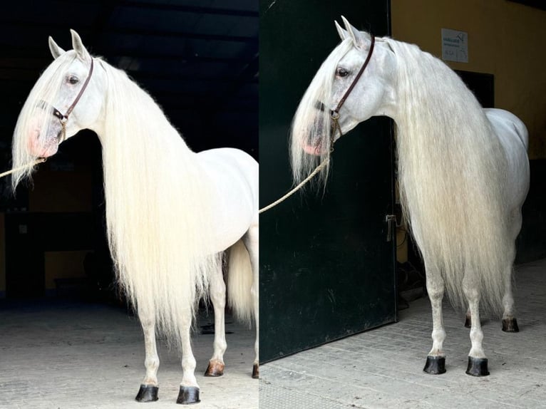 PRE Mix Hengst 8 Jahre 165 cm White in Navas Del Madro&#xF1;o