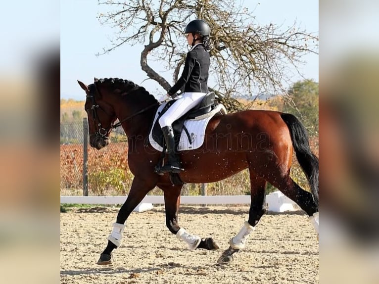 PRE Mix Hengst 8 Jahre 166 cm Brauner in Vitoria-Gasteiz