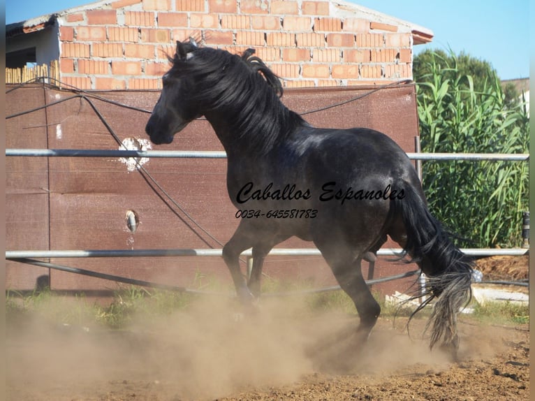 PRE Hengst 8 Jahre 166 cm in Vejer de la Frontera