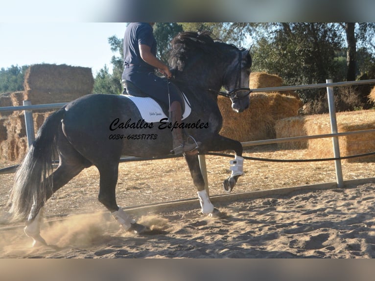 PRE Hengst 8 Jahre 166 cm in Vejer de la Frontera