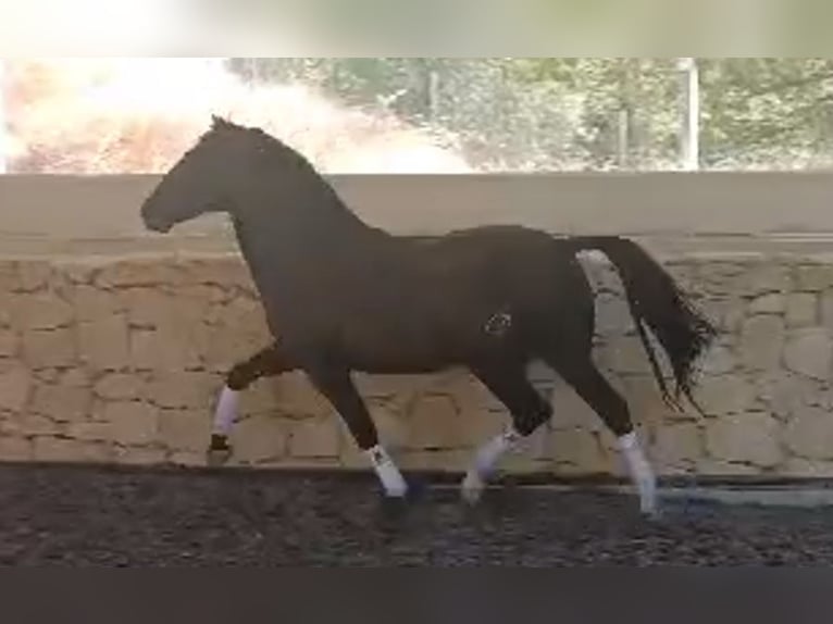 PRE Hengst 8 Jahre 166 cm Rappe in Alicante