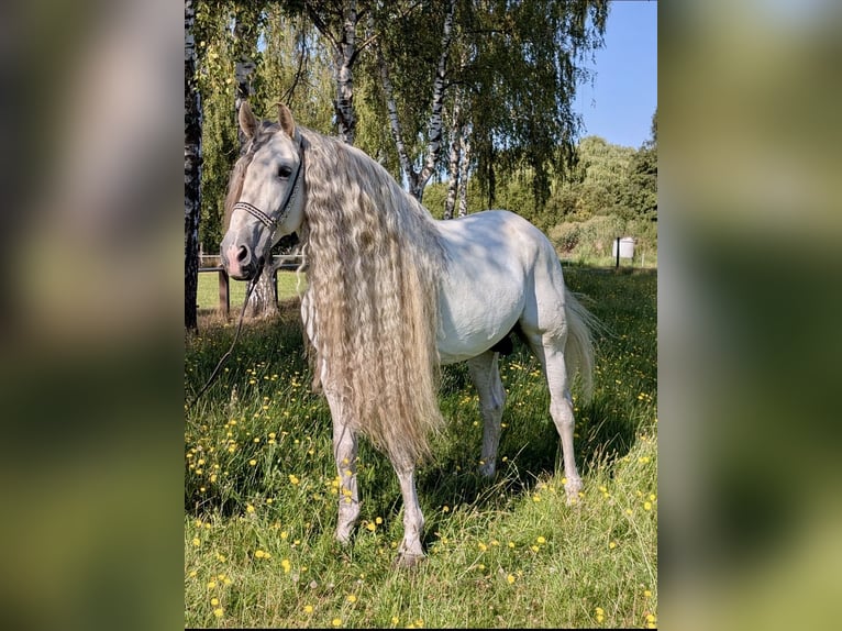 PRE Hengst 8 Jahre 166 cm Schimmel in 32479 Hille