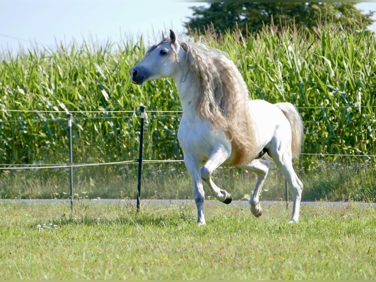 PRE Hengst 8 Jahre 166 cm Schimmel in 32479 Hille