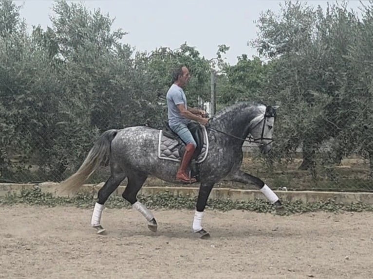 PRE Mix Hengst 8 Jahre 166 cm Schimmel in Coin