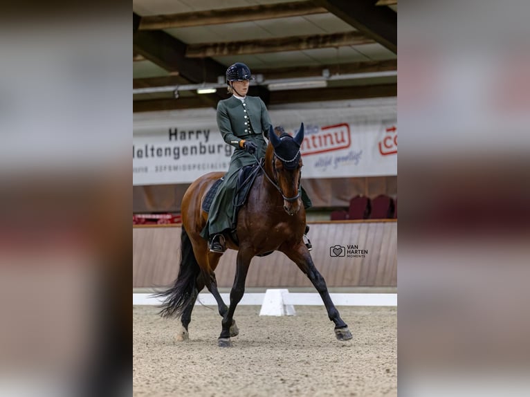 PRE Mix Hengst 8 Jahre 167 cm Brauner in Vinkeveen
