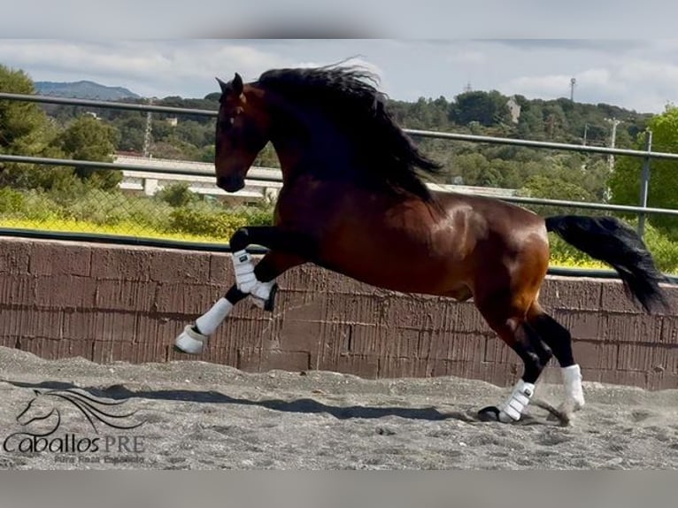 PRE Mix Hengst 8 Jahre 167 cm Brauner in Barcelona