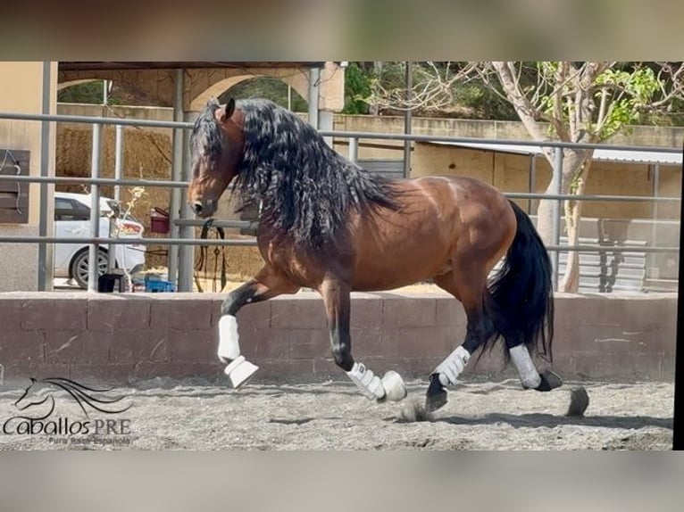 PRE Mix Hengst 8 Jahre 167 cm Brauner in Barcelona
