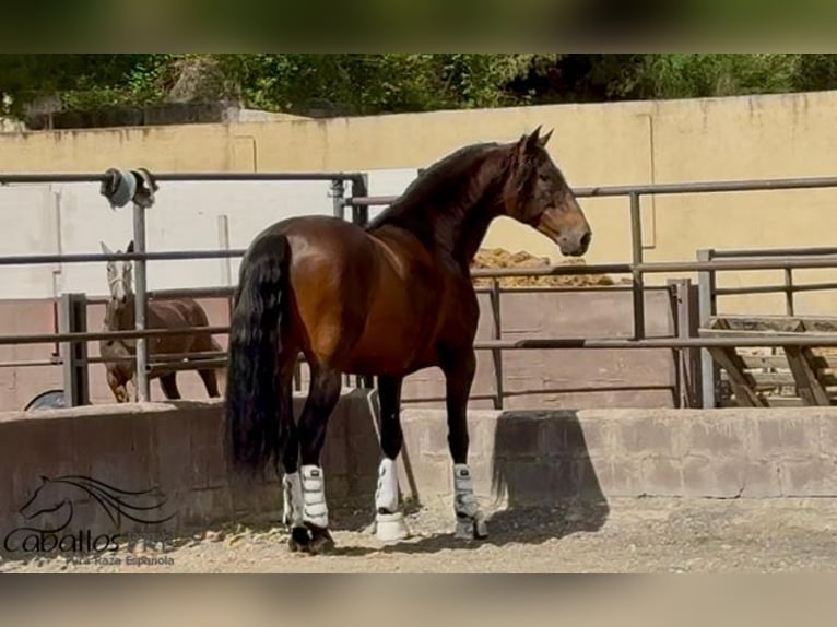 PRE Mix Hengst 8 Jahre 167 cm Brauner in Barcelona