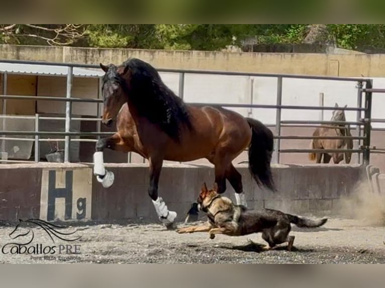 PRE Mix Hengst 8 Jahre 167 cm Brauner in Barcelona