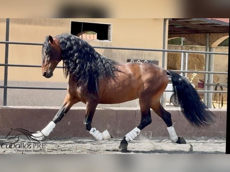PRE Mix Hengst 8 Jahre 167 cm Brauner in Barcelona