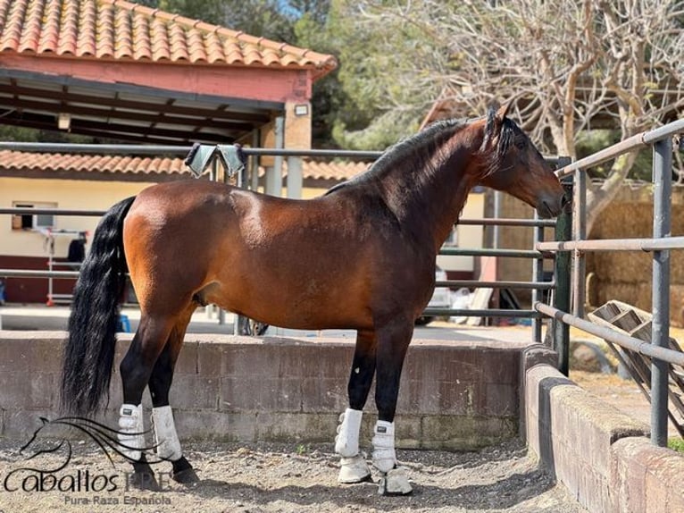 PRE Mix Hengst 8 Jahre 167 cm Brauner in Barcelona