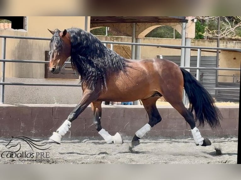 PRE Mix Hengst 8 Jahre 167 cm Brauner in Barcelona