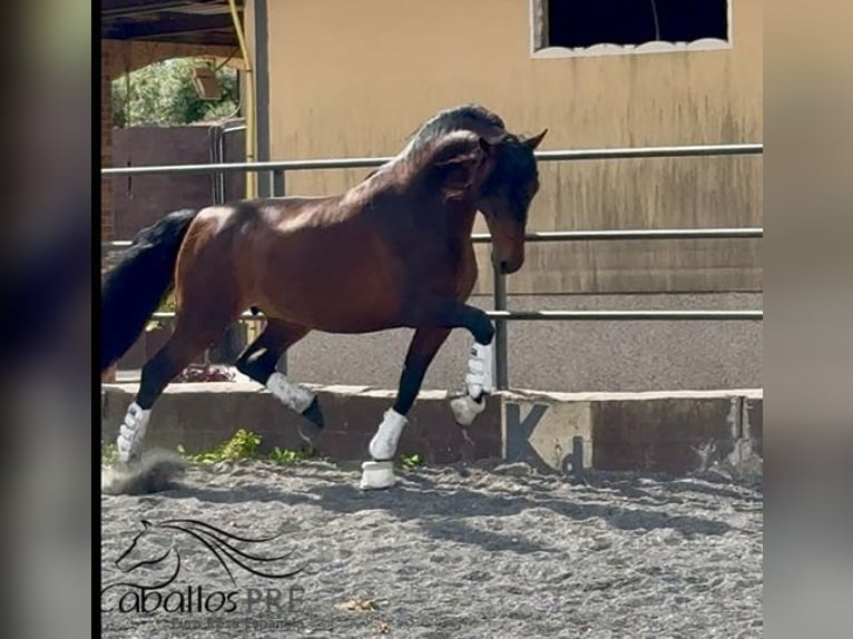 PRE Mix Hengst 8 Jahre 167 cm Brauner in Barcelona