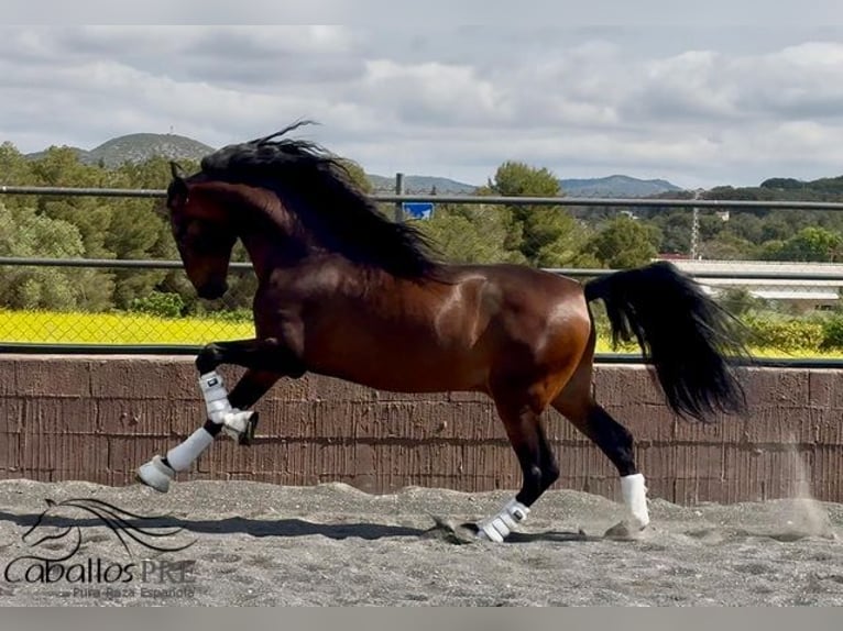 PRE Mix Hengst 8 Jahre 167 cm Brauner in Barcelona