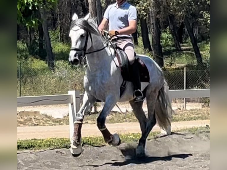 PRE Hengst 8 Jahre 167 cm Schimmel in Barcelona