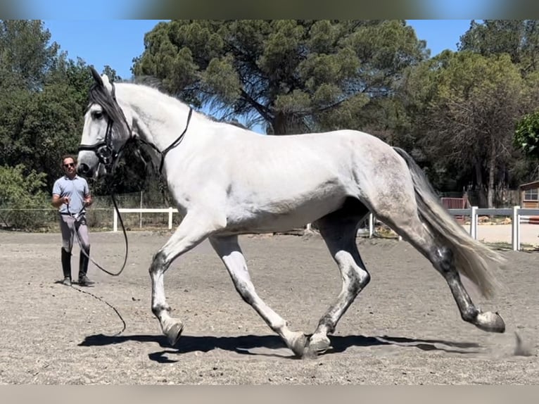 PRE Hengst 8 Jahre 167 cm Schimmel in Barcelona