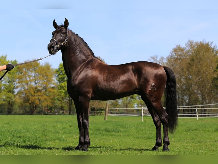 PRE Mix Hengst 8 Jahre 168 cm in Nordhorn