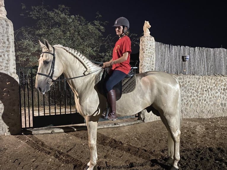 PRE Mix Hengst 8 Jahre 168 cm Palomino in ALICANTE