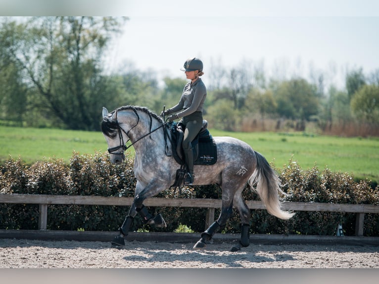 PRE Mix Hengst 8 Jahre 168 cm Schimmel in Vinkeveen