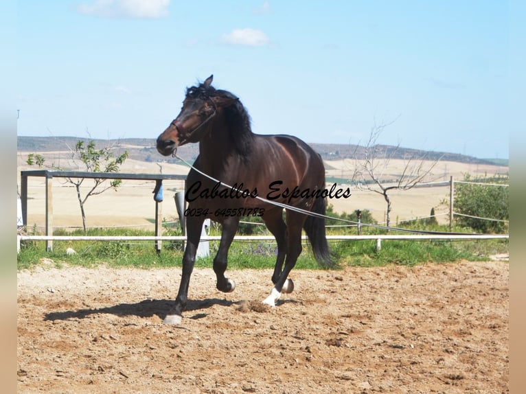 PRE Hengst 8 Jahre 168 cm Schwarzbrauner in Vejer de la Frontera