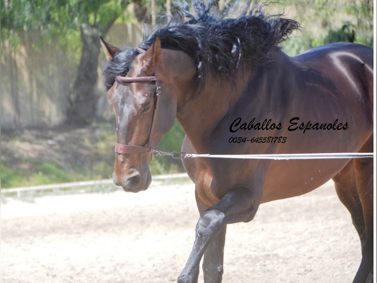 PRE Hengst 8 Jahre 168 cm Schwarzbrauner in Vejer de la Frontera