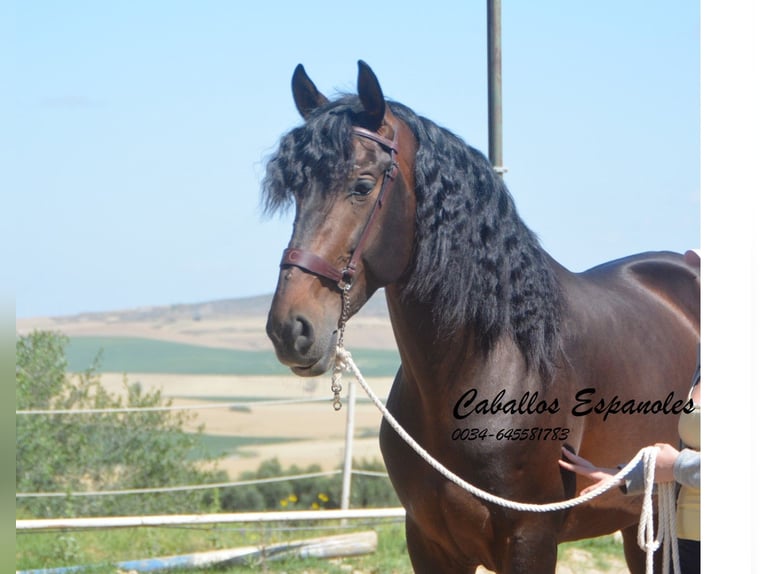 PRE Hengst 8 Jahre 168 cm Schwarzbrauner in Vejer de la Frontera