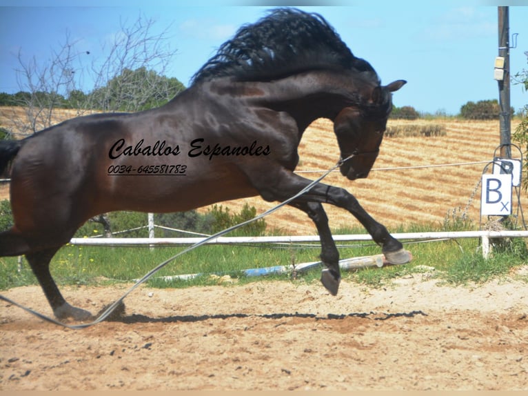 PRE Hengst 8 Jahre 168 cm Schwarzbrauner in Vejer de la Frontera