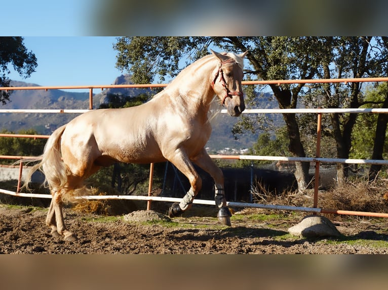 PRE Hengst 8 Jahre 171 cm Palomino in IEPER