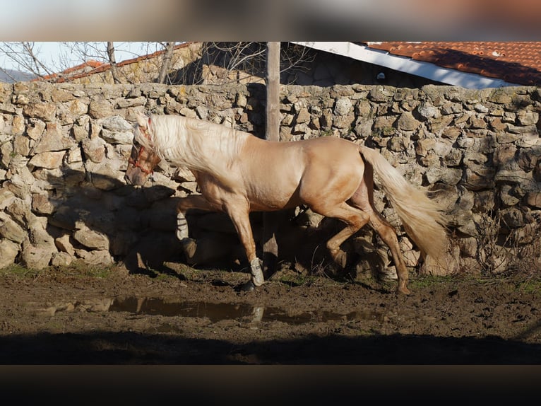 PRE Hengst 8 Jahre 171 cm Palomino in IEPER