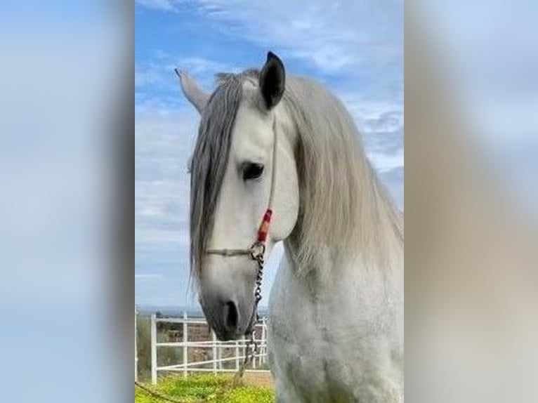 PRE Hengst 8 Jahre 172 cm Fliegenschimmel in NAVALVILLAR DE PELA