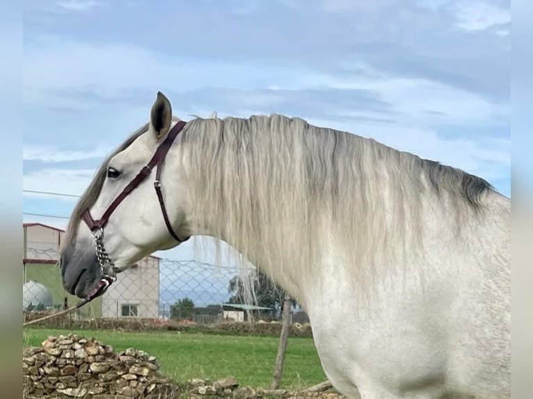 PRE Hengst 8 Jahre 172 cm Fliegenschimmel in NAVALVILLAR DE PELA