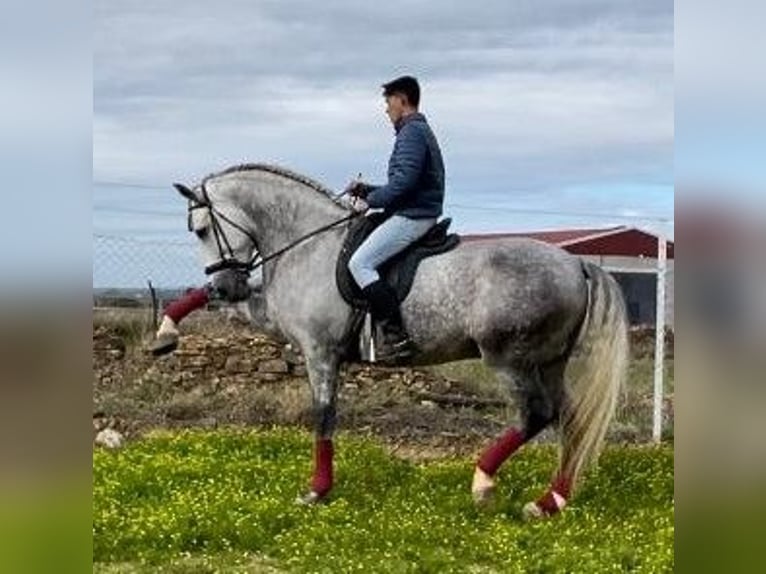 PRE Hengst 8 Jahre 172 cm Fliegenschimmel in NAVALVILLAR DE PELA