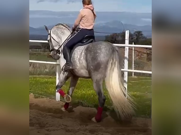PRE Hengst 8 Jahre 172 cm Fliegenschimmel in NAVALVILLAR DE PELA
