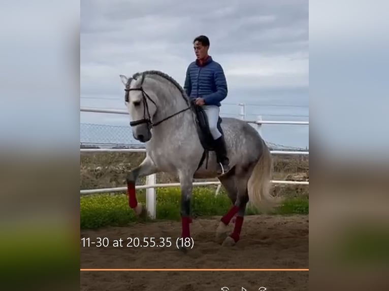 PRE Hengst 8 Jahre 172 cm Fliegenschimmel in NAVALVILLAR DE PELA