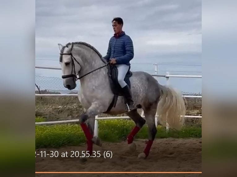 PRE Hengst 8 Jahre 172 cm Fliegenschimmel in NAVALVILLAR DE PELA