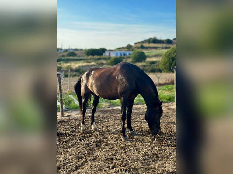 PRE Mix Hengst 8 Jahre 172 cm Schwarzbrauner in Lepe