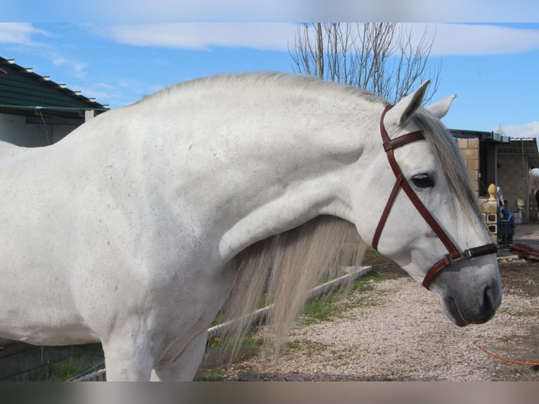 PRE Mix Hengst 8 Jahre 173 cm Schimmel in Velilla De San Antonio