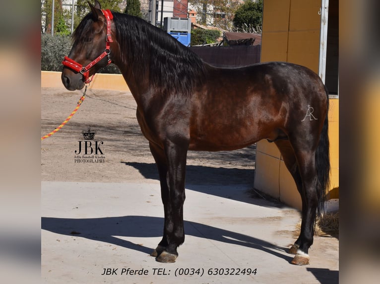 PRE Mix Hengst 8 Jahre 174 cm Brauner in Tabernas Almeria