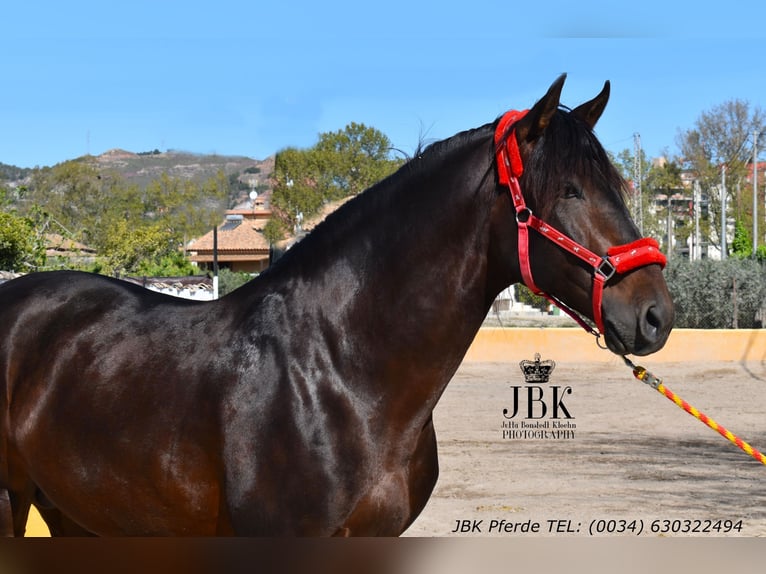 PRE Mix Hengst 8 Jahre 174 cm Brauner in Tabernas Almeria