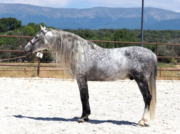 PRE Mix Hengst 8 Jahre 175 cm Schimmel in Navas Del Madroño
