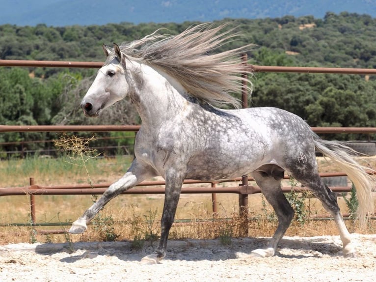 PRE Mix Hengst 8 Jahre 175 cm Schimmel in Navas Del Madroño