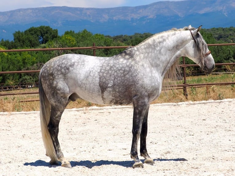 PRE Mix Hengst 8 Jahre 175 cm Schimmel in Navas Del Madroño