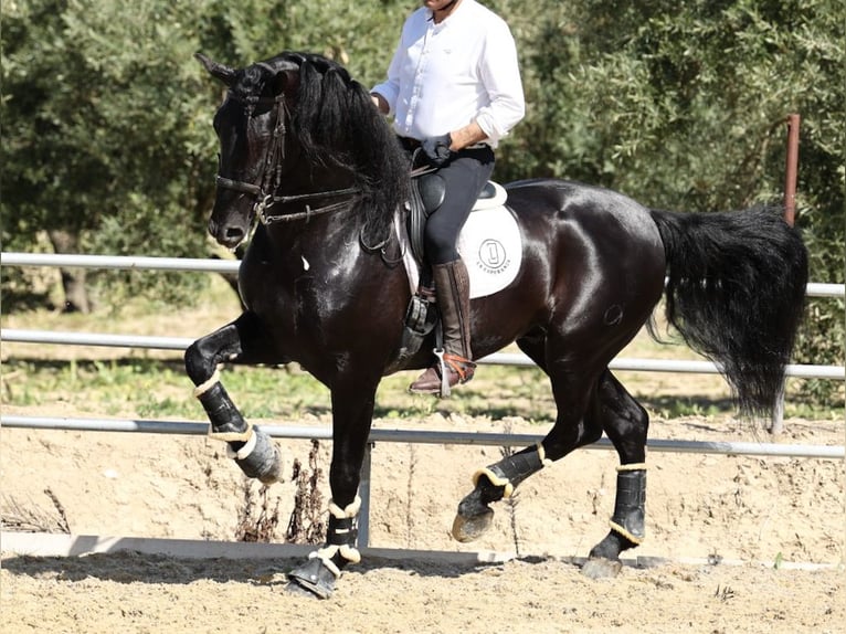 PRE Mix Hengst 8 Jahre 177 cm Rappe in Navas Del Madroño