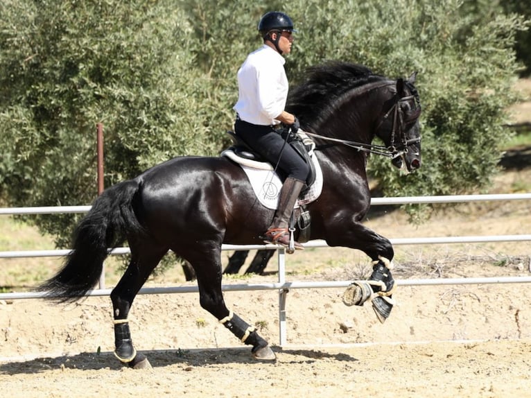 PRE Mix Hengst 8 Jahre 177 cm Rappe in Navas Del Madroño