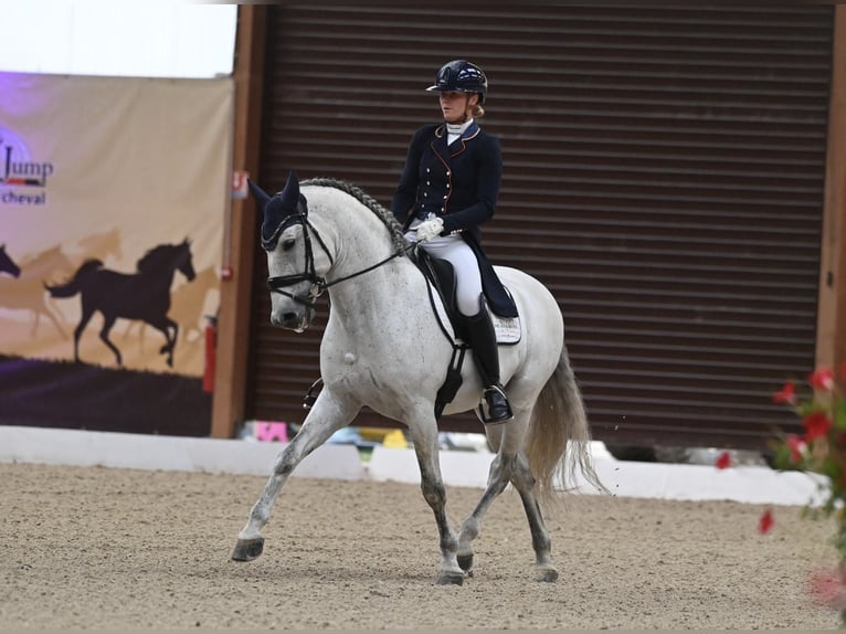PRE Hengst 9 Jaar 160 cm in Vinkeveen