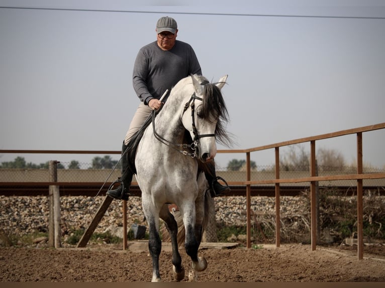 PRE Mix Hengst 9 Jaar 160 cm Schimmel in Valencia