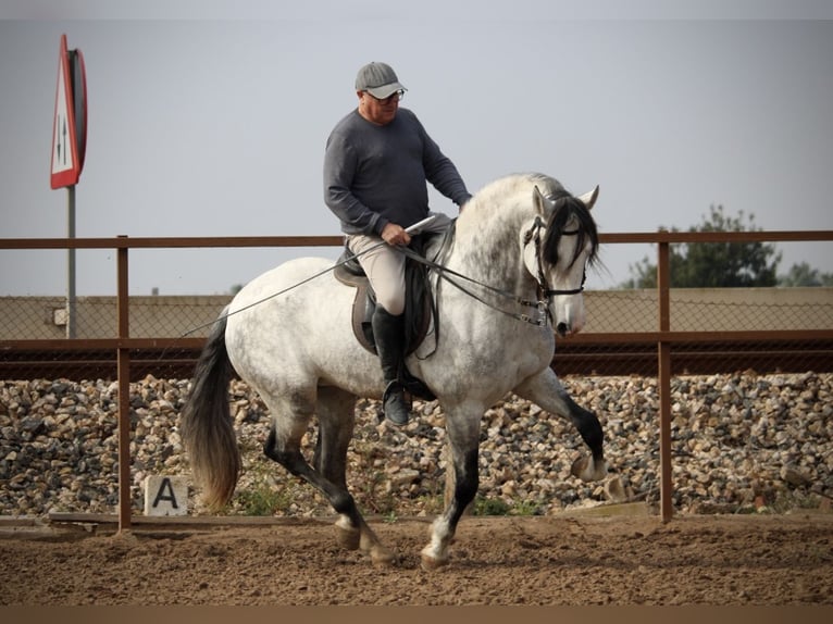 PRE Mix Hengst 9 Jaar 160 cm Schimmel in Valencia